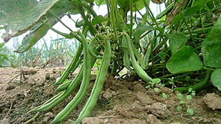 Illustration for article titled The Seven Easiest Vegetables to Grow for Beginner Gardeners
